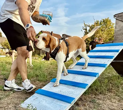 DOGGO Academy
